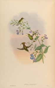 Elvira cupreiceps de John Gould